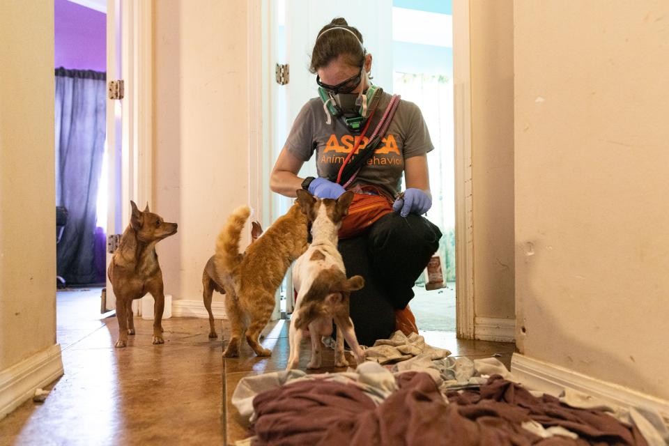 More than 50 dogs and cats “living in filthy conditions” were rescued Wednesday from a property on State Road 121 in Lake Butler, the Union County Sheriff’s Office said. UCSO and the Union County Animal Control requested the ASPCA’s assistance with rescuing the animals, which included newborn kittens.