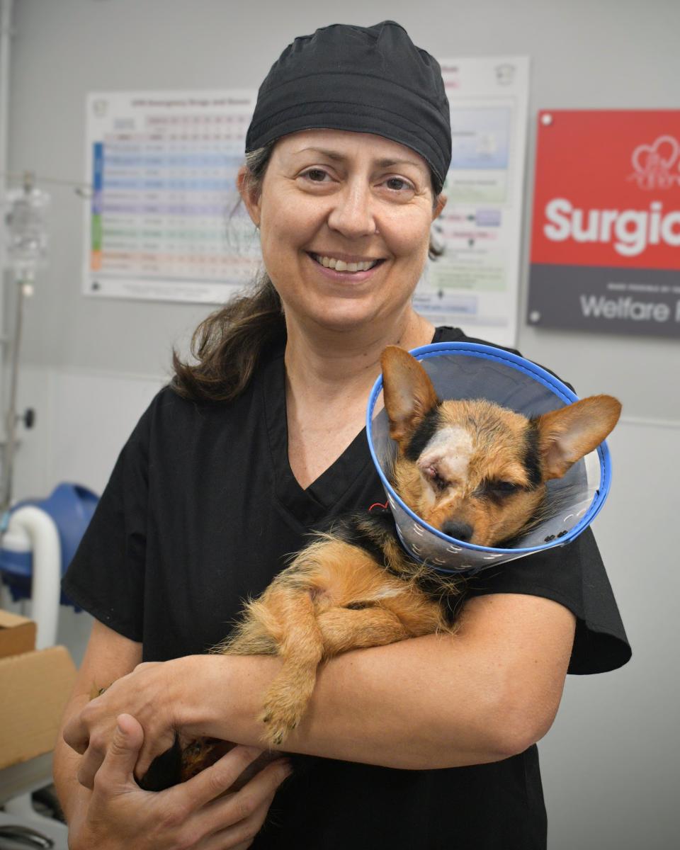 The Brandywine Valley SPCA is caring for 35 dogs seized from Lewes home Aug. 8, 2023.