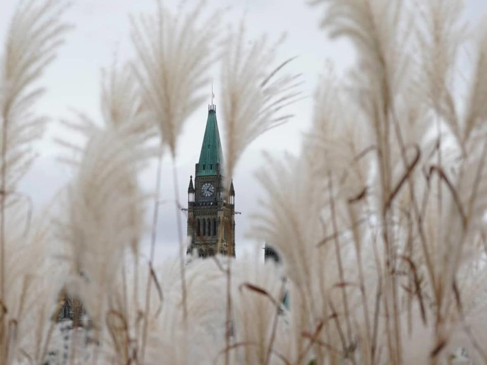 The Peace Tower is seen through pampas grass in Ottawa earlier this week. (Adrian Wyld/The Canadian Press - image credit)