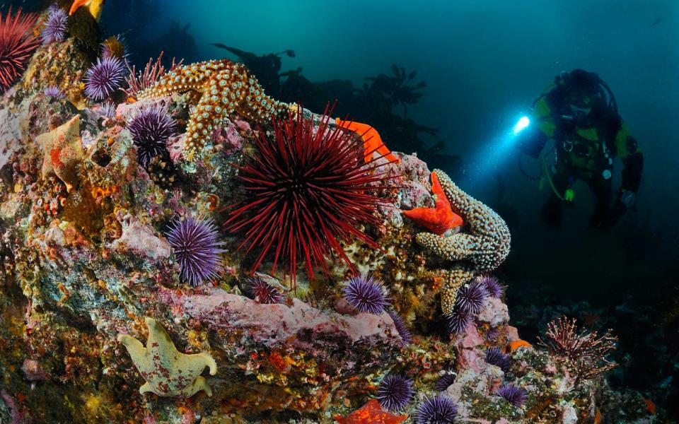 Sea Urchins and Starfish, Santa Cruz Island, Channel Islands National Park, California
