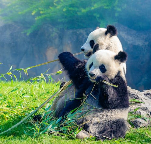   <span class="attribution"><a class="link " href="https://www.shutterstock.com/image-photo/mother-panda-her-baby-snuggling-eating-1839520114" rel="nofollow noopener" target="_blank" data-ylk="slk:Daniel X D/Shutterstock;elm:context_link;itc:0;sec:content-canvas">Daniel X D/Shutterstock</a></span>