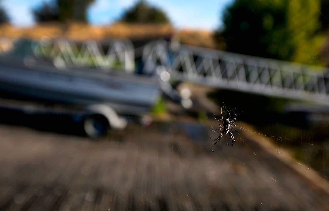 An orb-weaver spider makes its home stretched between the metal railing poles for the boat launch docks at Leslie Groves Park in north Richland along the Columbia River.