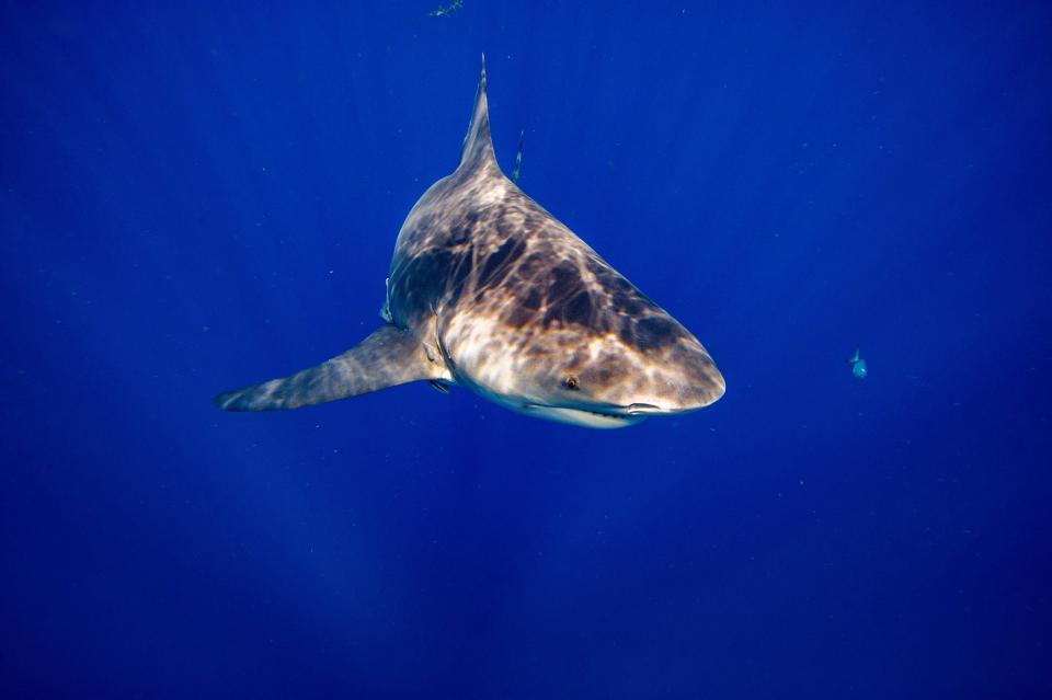 Bull sharks are most-closely associated with saltwater, but have the ability to survive in rivers hundreds of miles inland.