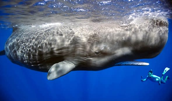 Lucky tourists swim with pod of sperm whales (video)