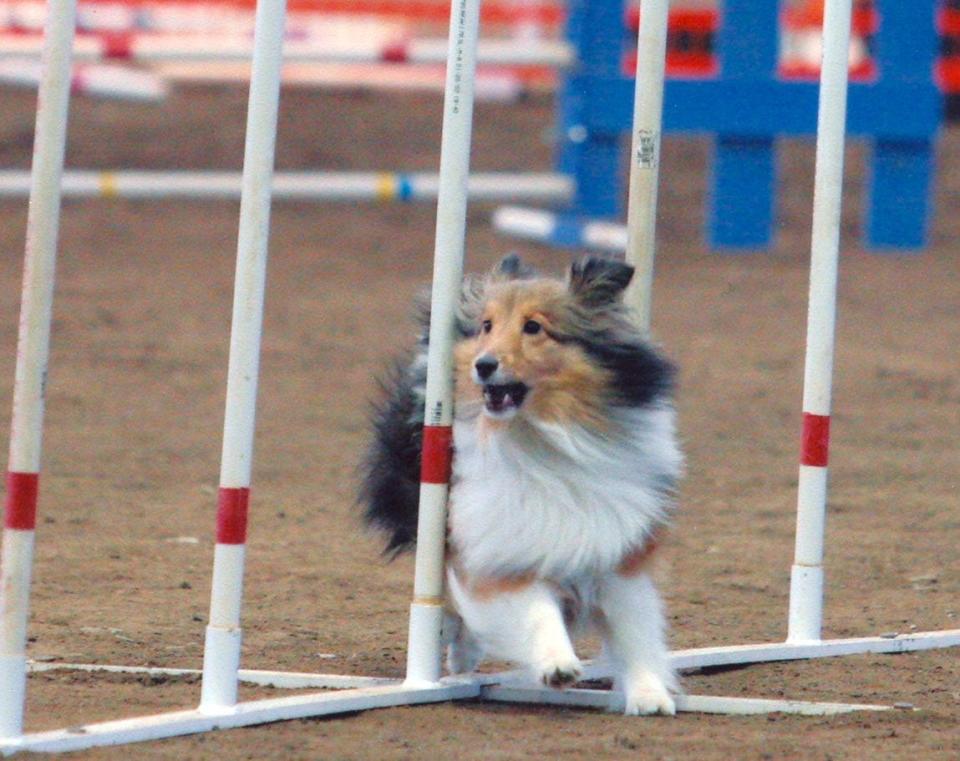 The American Kennel Club Dog Agility Trial will be held May 27-30 at the Western North Carolina Agricultural Center.