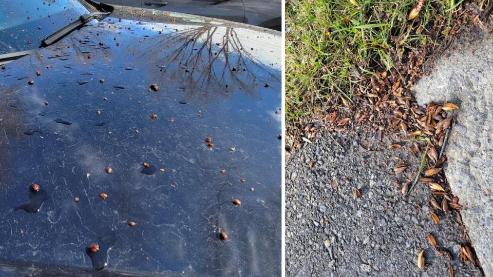 Poplar tree seeds are infamous in Calgary, often sticking to vehicles and staining clothing in the spring and summer months.