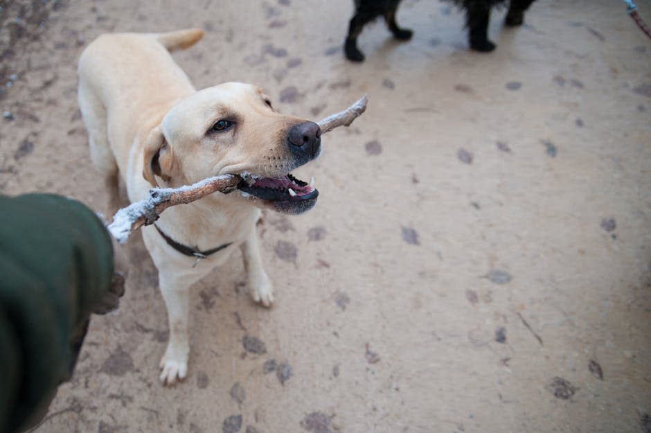 Labrador Retriever Amarillo Adulto