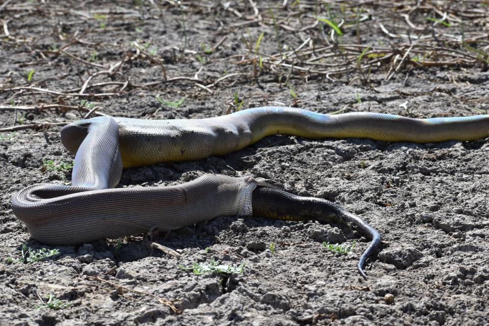 The snake's tail emerges from the mouth of the olive python. 