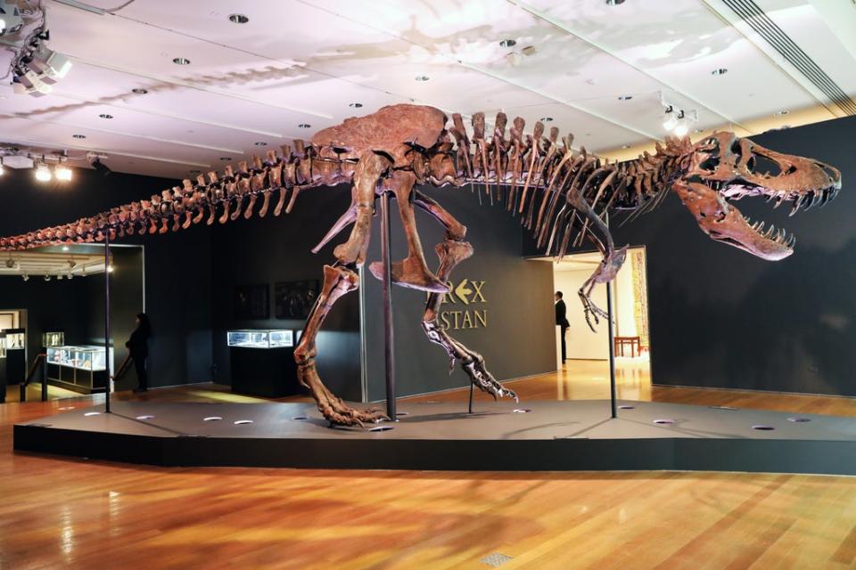 A Tyrannosaurus Rex dinosaur fossil skeleton is displayed in a gallery at Christie’s auction house on September 17, 2020 in New York City (Getty Images)