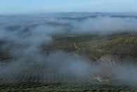 Olive groves stand in the fields in Porcuna, southern Spain