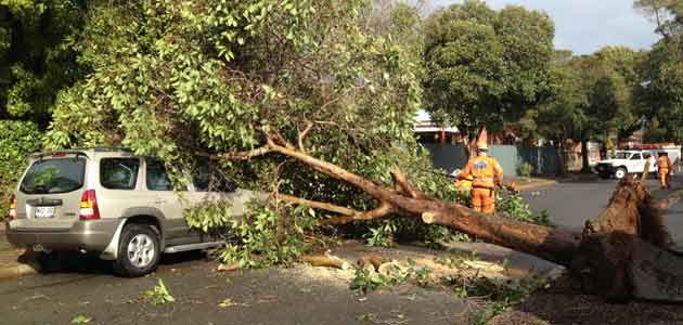 A large tree has fallen and damaged a car at Cumberland Park. Photo: 7News