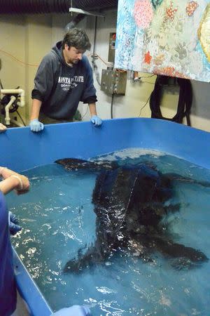 Workers at the South Carolina Aquarium in Charleston treat a 500-pound leatherback turtle in this undated handout photo obtained by Reuters March 9, 2015. REUTERS/South Carolina Sea Aquarium/Handout via Reuters