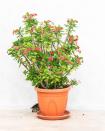 <p><strong>Plantvine</strong></p><p>plantvine.com</p><p><strong>$47.00</strong></p><p><a href="https://www.plantvine.com/product/euphorbia-milii-crown-of-thorns/?attribute_pa_size=large&gclid=Cj0KCQiAn4SeBhCwARIsANeF9DIotLeNXnHylsXParAnKMS3Z01CPtqtWMTHVjYNJl-vF0OTLz7R5n8aAripEALw_wcB" rel="nofollow noopener" target="_blank" data-ylk="slk:Shop Now" class="link ">Shop Now</a></p><p>This handsome plant has thick, thorny branches. But it's also easy-care and boasts pretty red or pink flowers, or bracts. Give it loads of bright light, or use a grow light. Because it is a succulent, it needs to dry out between waterings. </p>