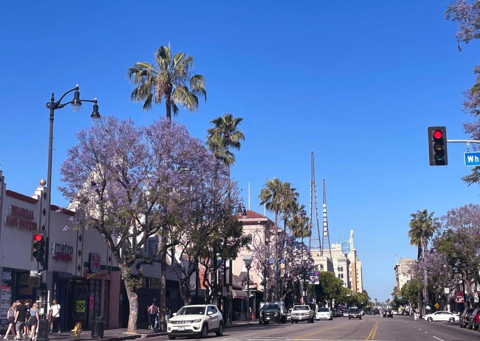 除洛杉磯市外，南加州許多其他城市的街道兩旁也種植了藍花楹樹。（記者趙健/攝影）