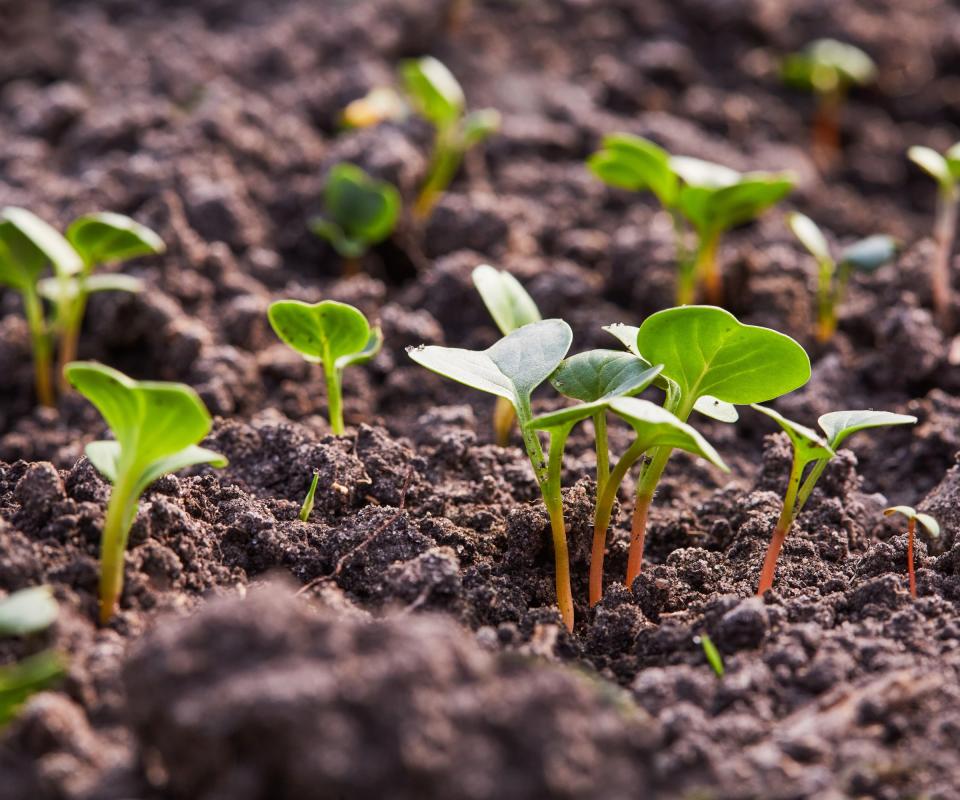 Radish seedlings