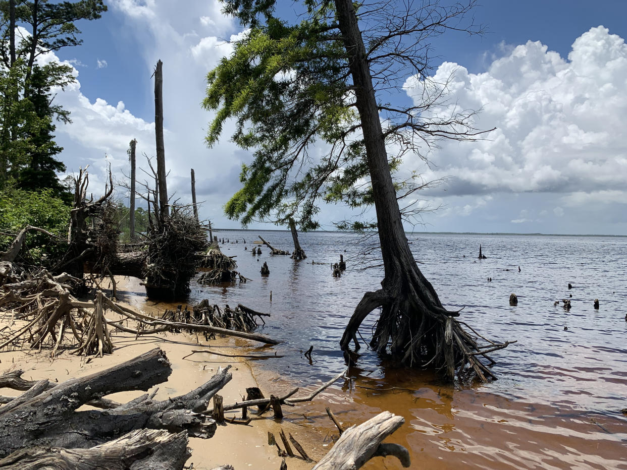 Forests are dying up and down the East Coast and along the Gulf Coast due to climate change. Researchers are studying trees like these at the Alligator River in North Carolina that are forming ghost forests. (Marcelo Ardon / North Carolina State University)