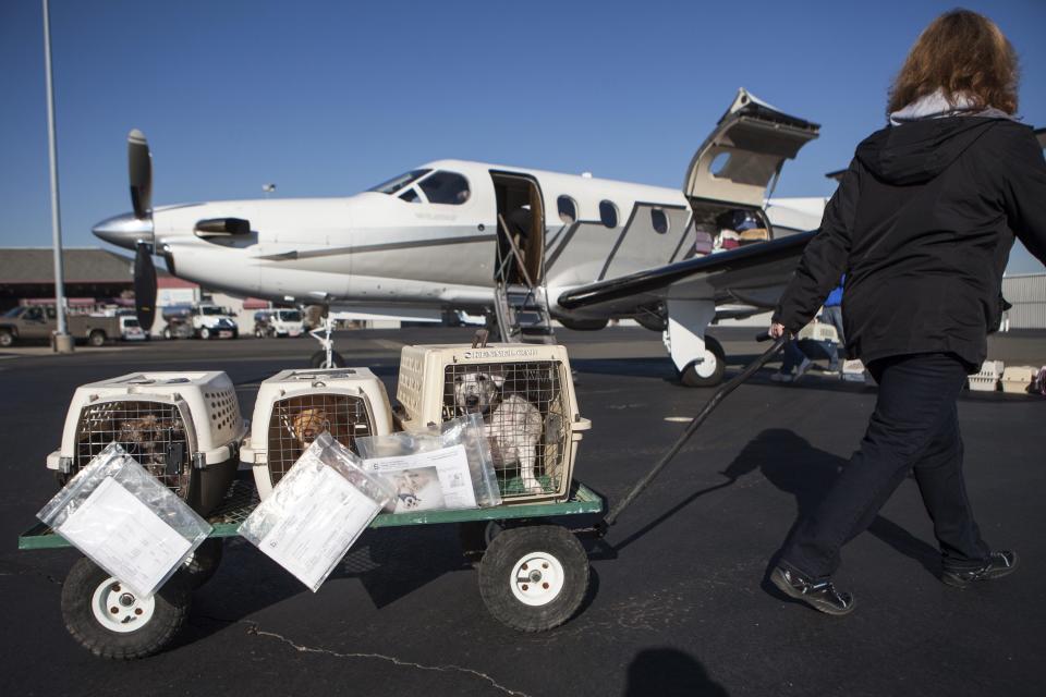 Dogs from the Front Street Animal Shelter are loaded for a flight in Sacramento