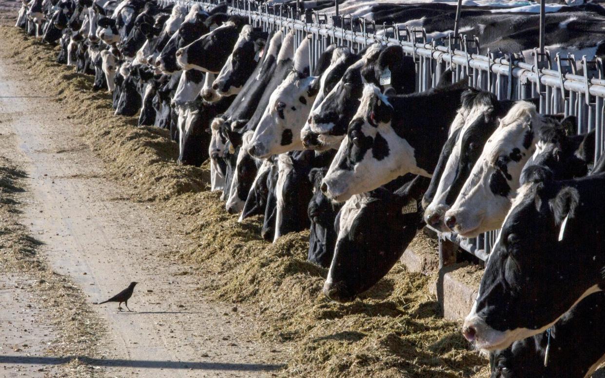 Dairy cows feed at a cattle farm near Vado, New Mexico