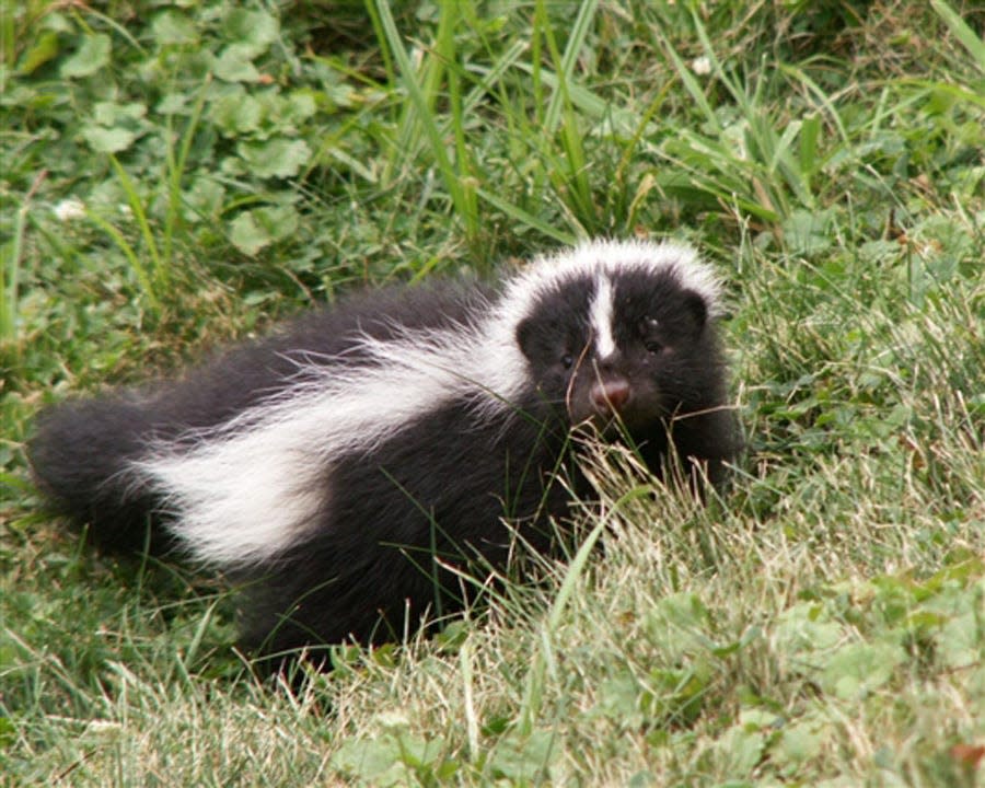 The Striped Skunk is found in every Ohio county.