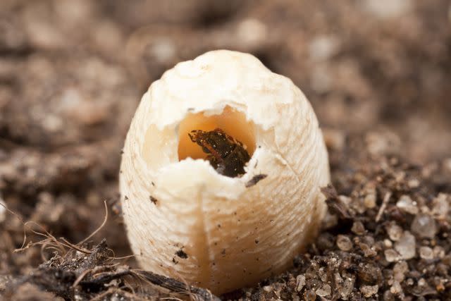 Jonathan Lewis / Getty Images Hatching weevil