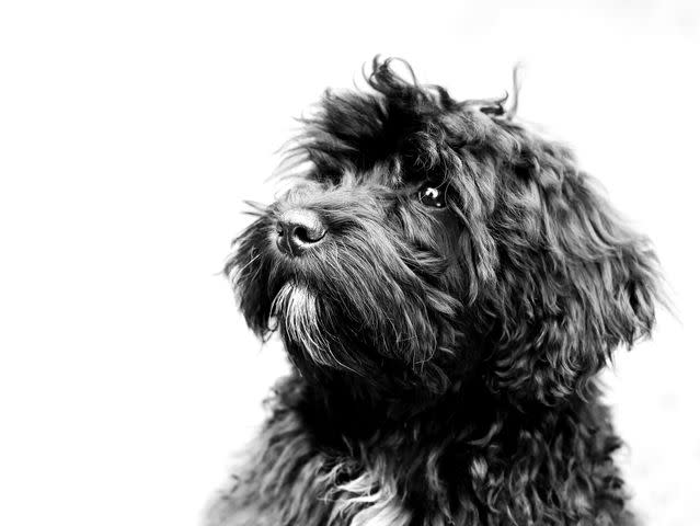 <p>Getty Images/Wirestock</p> Schnoodles are a good small to medium sized doodle breed.