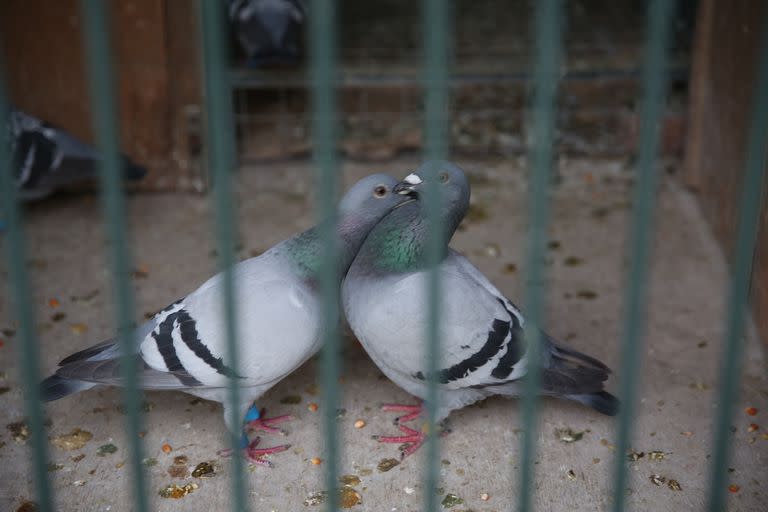 La psitacosis no se transmite solo a través de papagayos o loros, sino que también puede pasar a los humanos a través de otras aves como palomas, jilgueros, canarios y cotorras, siempre que estas habiten en espacios cerrados donde las partículas de sus secreciones y excrementos puedan permanecer en el aire al secarse 