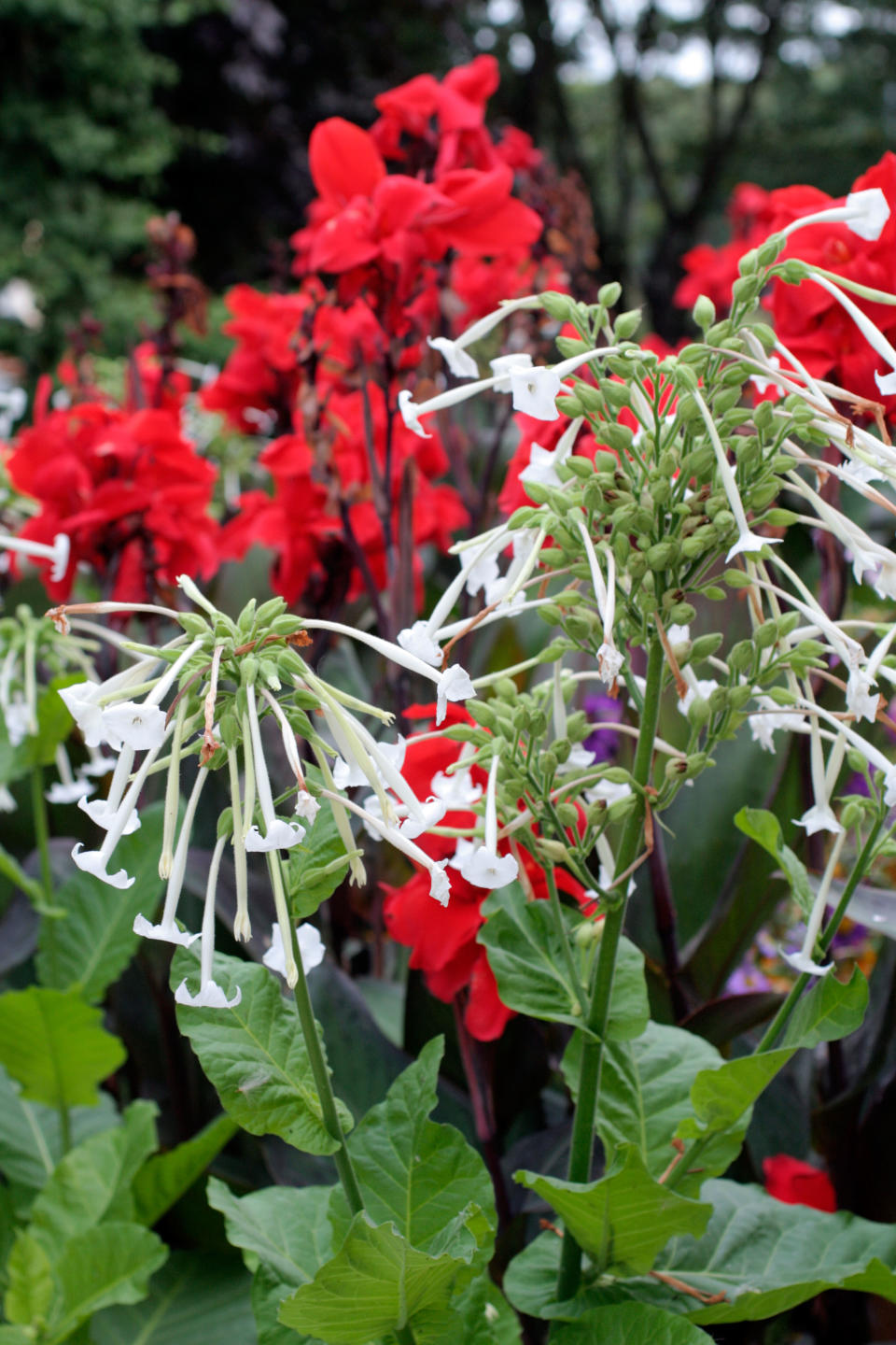 NICOTIANA SYLVESTRIS