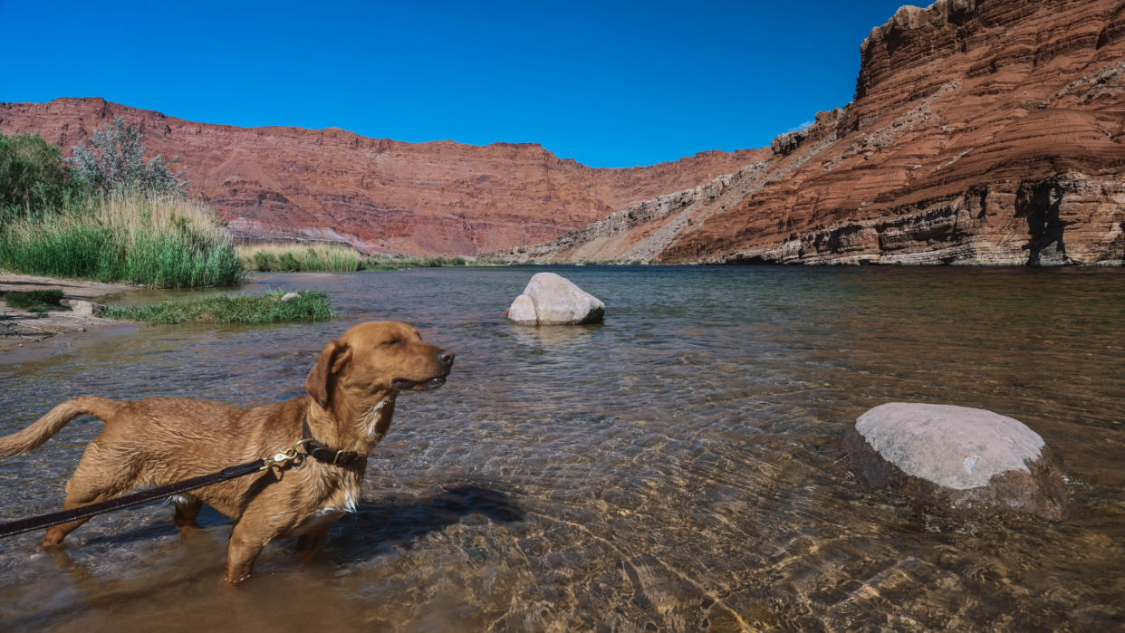  Dog standing in the Colorado River in California. 