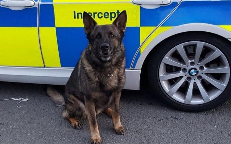 Jerry, a police dog belonging to Greater Manchester Police officer Paul Jackson. - PA