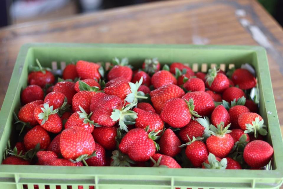 除了採草莓、園區還可以拔蘿蔔、採番茄等，還有草莓冰、草莓茶葉蛋等特色美食。