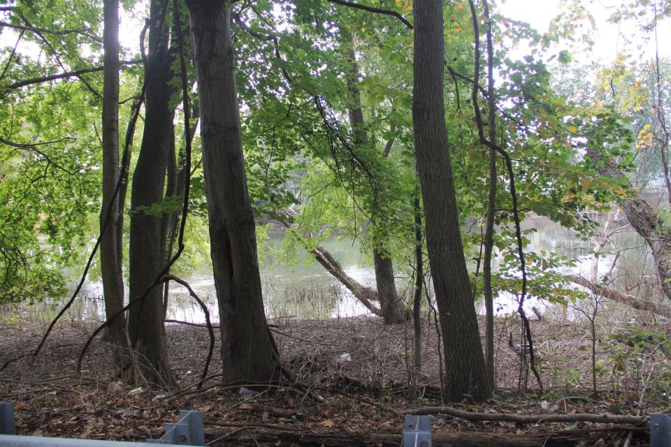 A wooded pond.