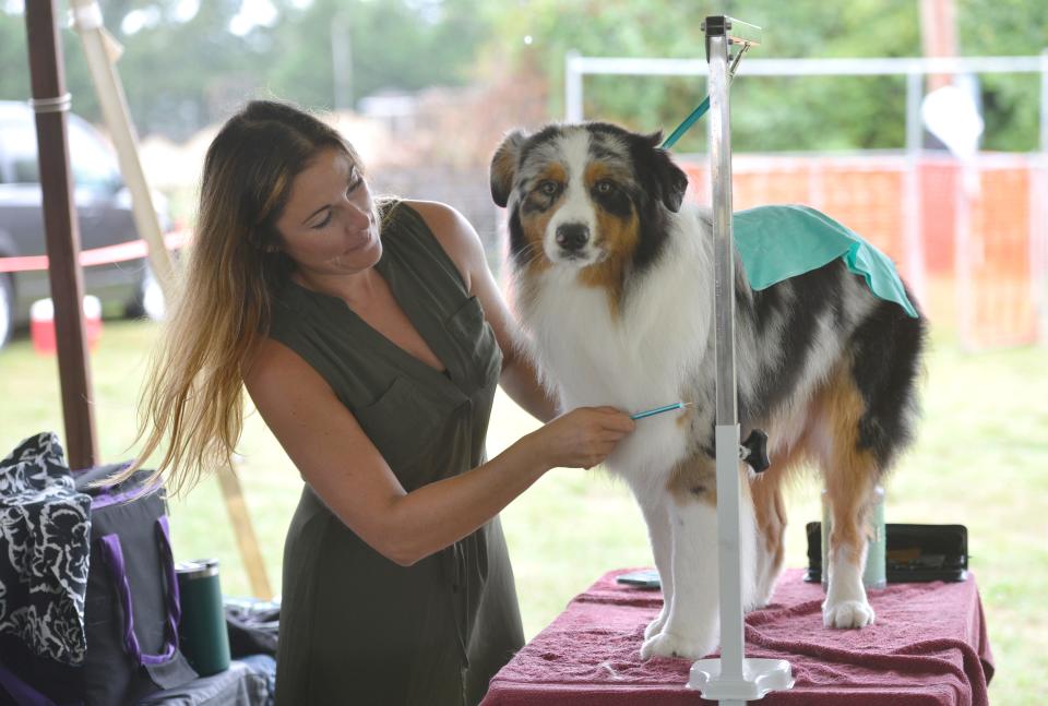 Nicole Beaudet, of Boston, combs through the fur of her dog "Tide,"  an 11-month-old Australian shepherd, at the 2021 Cranberry Cluster Dog Show.