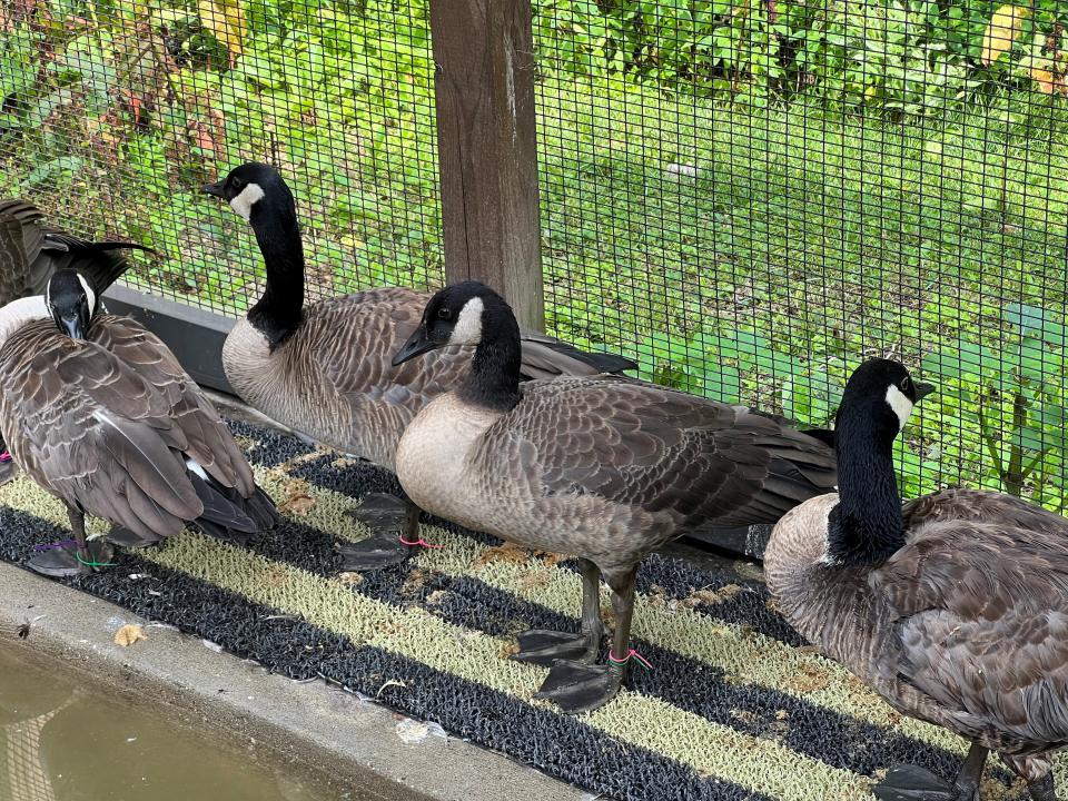Stark Parks volunteers and staff worked to rehabilitate geese after an oil spill in Barberton. Some of the ducks then were safely released in Deer Creek Reservoir in Alliance.