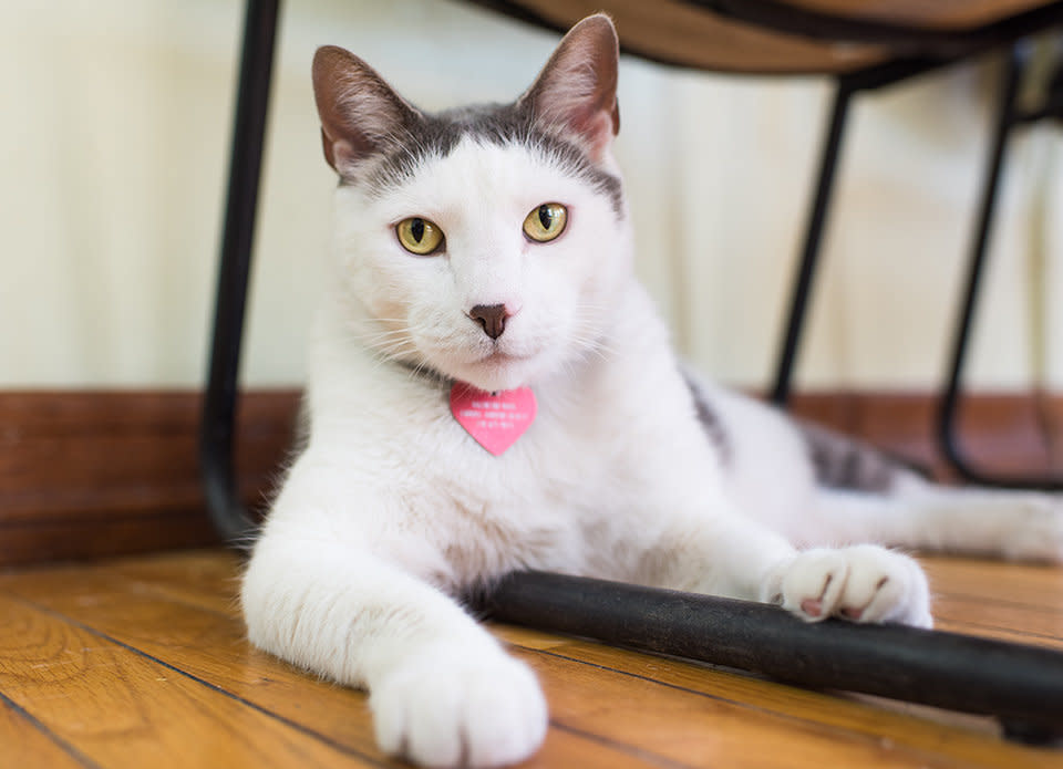 Valentino, of Carroll Gardens Realty Company in Carroll Gardens, Brooklyn. Valentino got his name after being rescued from the snowy streets as a tiny kitten on Valentine's Day.