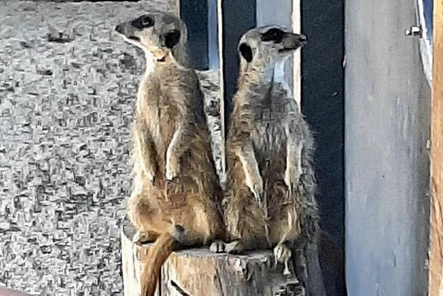 Huxley's Birds of Prey Centre, Horsham, West Sussex