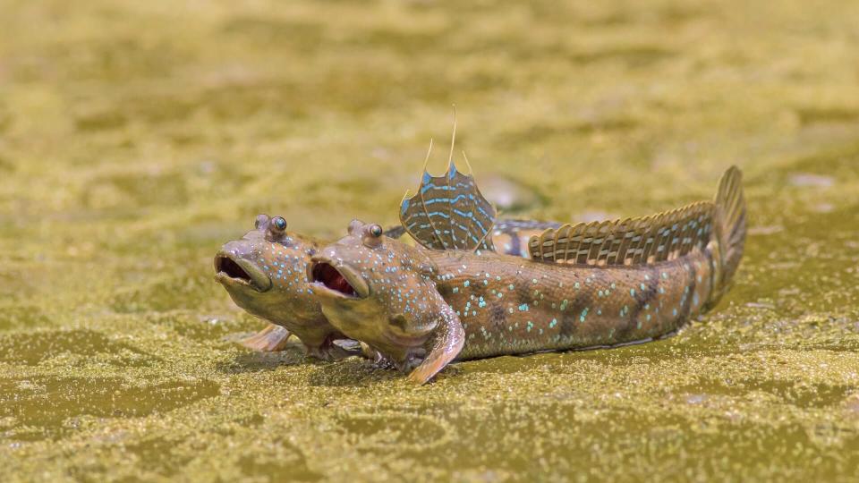 fish, mudskippers