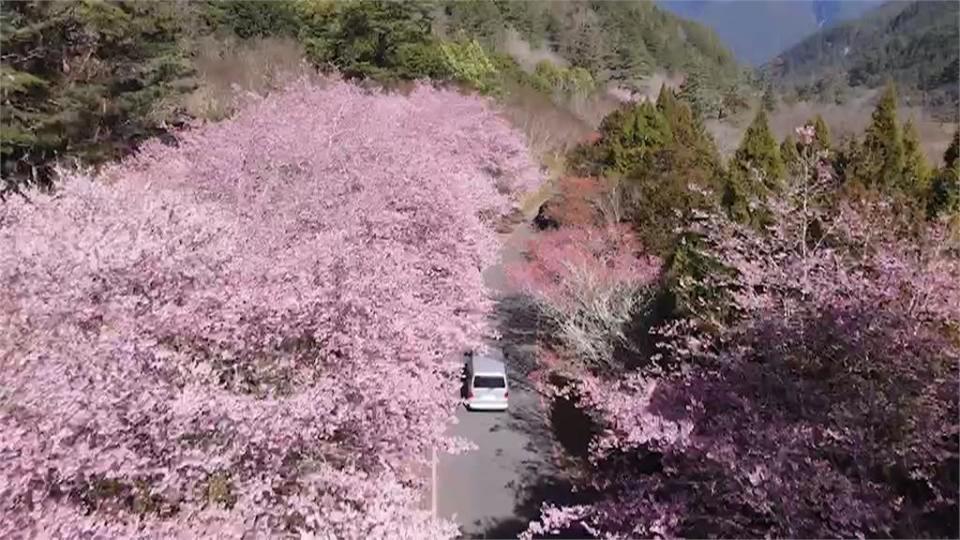 粉紅世界！ 泰安櫻花大爆發 武陵農場「櫻花河」盛綻