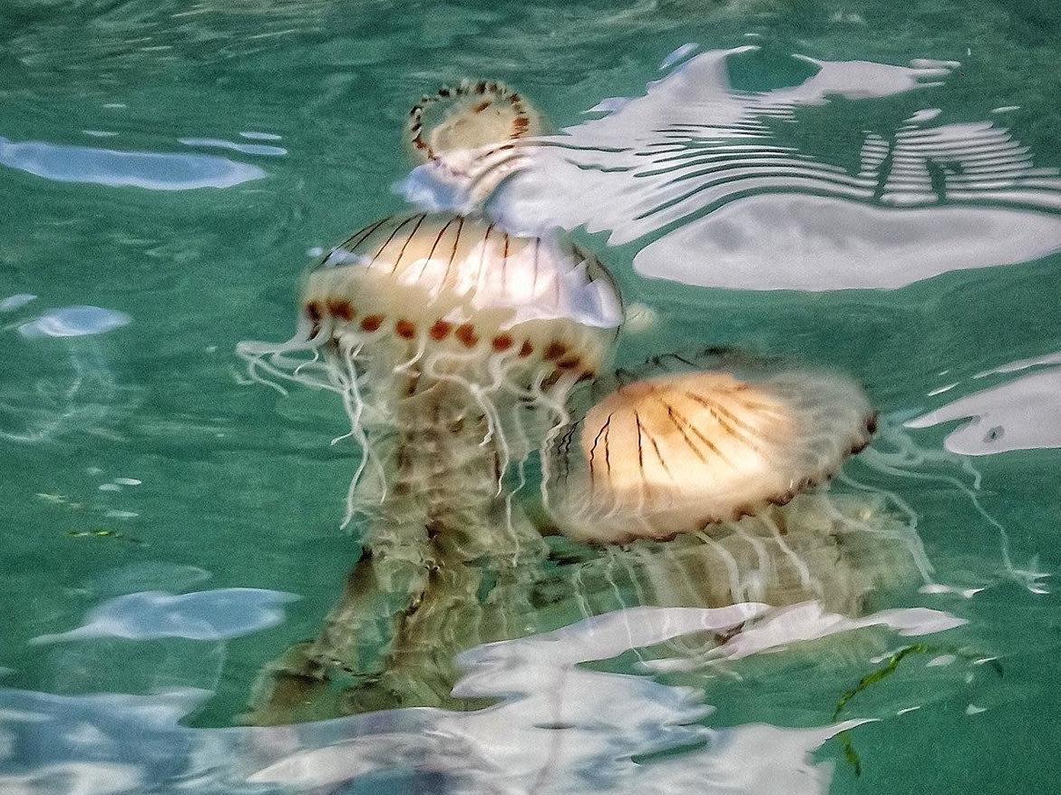 Jellyfish spotted off the coast of Brixham, Devon: Darren Murray / SWNS.COM