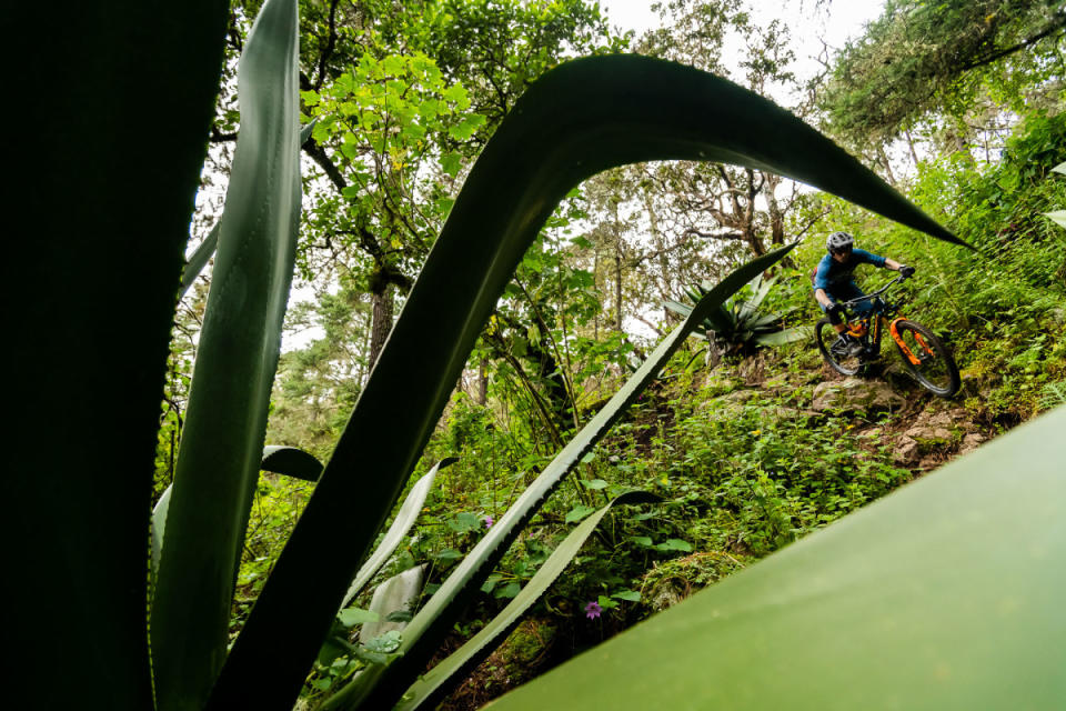 <p>Photo: Bruno Long</p><p> Riding amongst giant agave plants is a surreal experience, especially when trying to get close to these sharp and dangerous plants. Here, Geoff Gulevich navigates around one of the bigger trailside plants.</p>