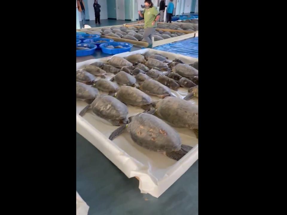 <p>Tortugas marinas bajo el cuidado de un centro de convenciones en South Padre Island, Texas.</p> (@lara_hand / Twitter)