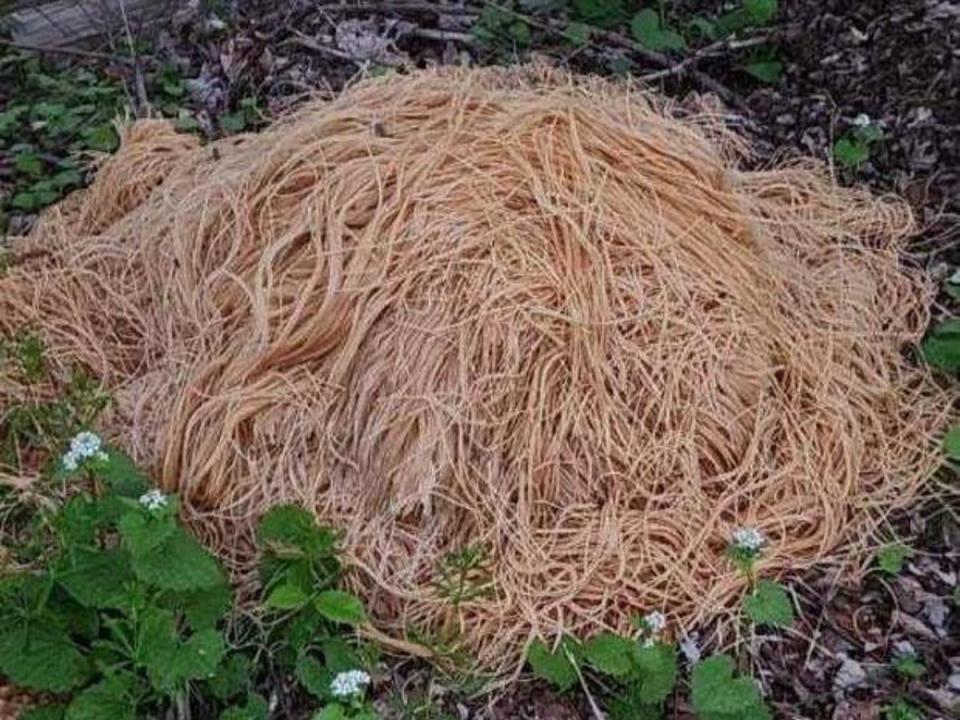 A New Jersey town was left baffled after discovering hundreds of pounds of cooked pasta mysteriously dumped in the woods (Facebook/Nina Jochnowitz for Old Bridge)