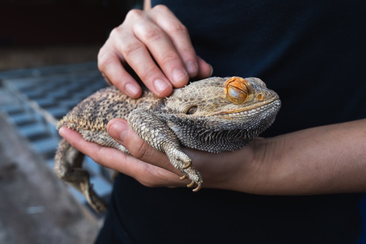 A sleepy bearded dragon relaxing in its owners' arms<p>CardIrin via Shutterstock</p>