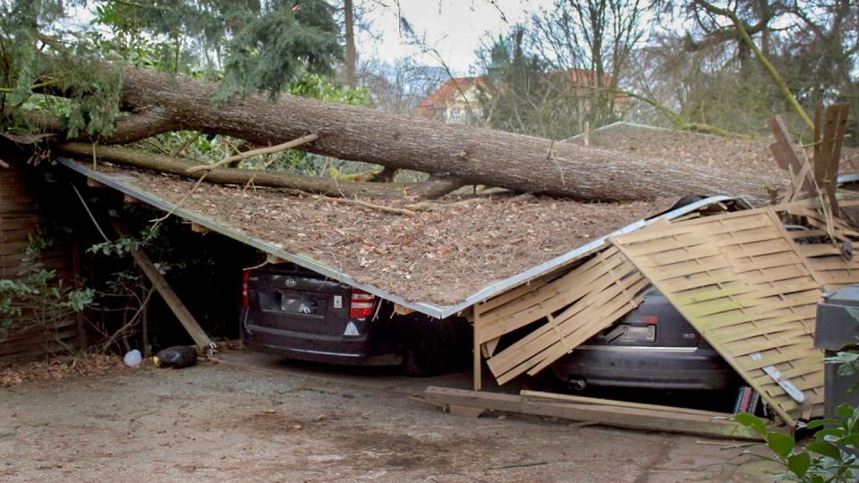 In Viersen am Niederrhein ist ein Baum auf Autostellplätze gestürzt.