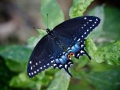 <p><strong>Black Swallowtail <br><br></strong>This eye-catching black bug became Oklahoma's state butterfly in 1996, while the honey bee is the state's insect. </p>