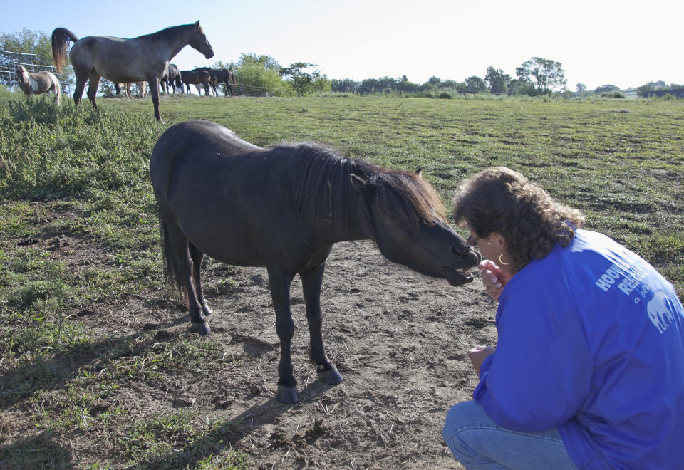 Genea Stoops who runs Hooves & Paws Rescue of the Heartland, interacts with one of the horses she shelters in Glenwood, Iowa, Friday, Aug. 17, 2012. Because of drought, little but stubble is left on pastures, and hay prices have soared, forcing some owners who can no longer afford to feed their horses to abandon them on the doorstep of animal rescue operations such as the Stoops' .(AP Photo/Nati Harnik)