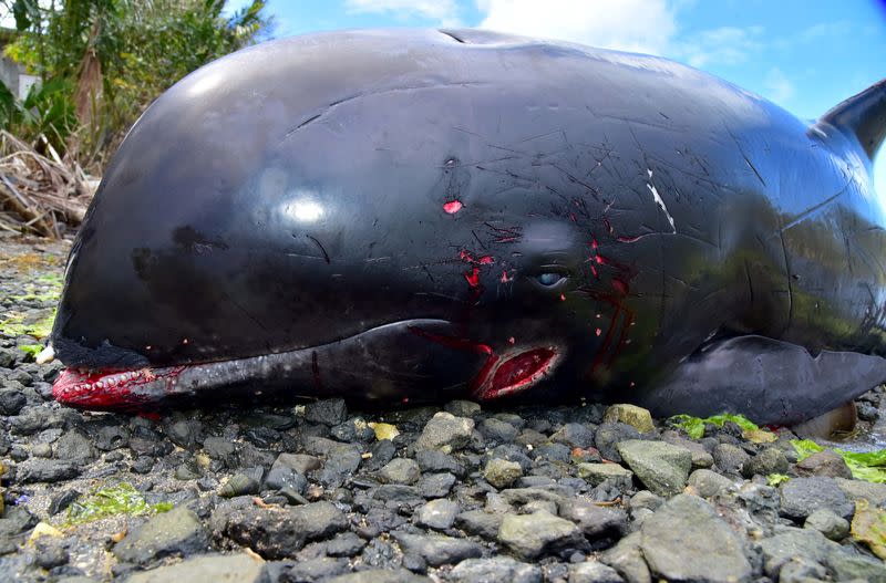 A carcass of a dolphin that died and was washed up on shore is seen at the Grand Sable