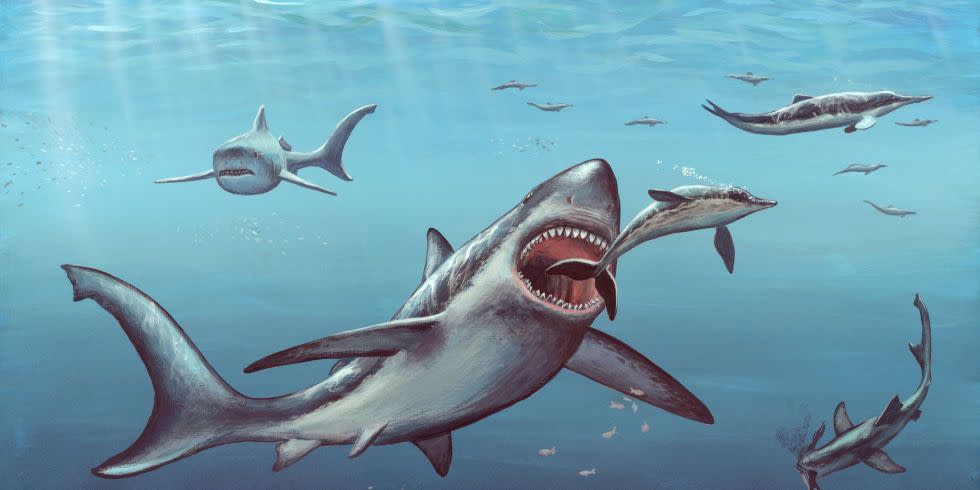 Descubren un fósil similar a un tiburón con «alas» de manta