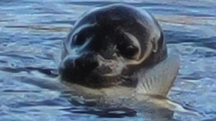 Seal swimming in a fishing lake