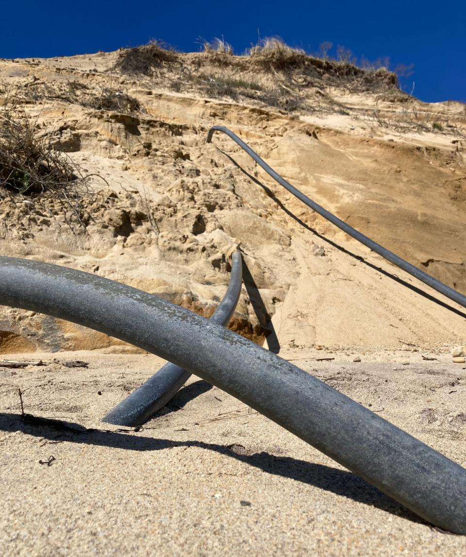 Peculiar pipes snake out of the dunes north of Lecount Hollow Beach in Wellfleet.