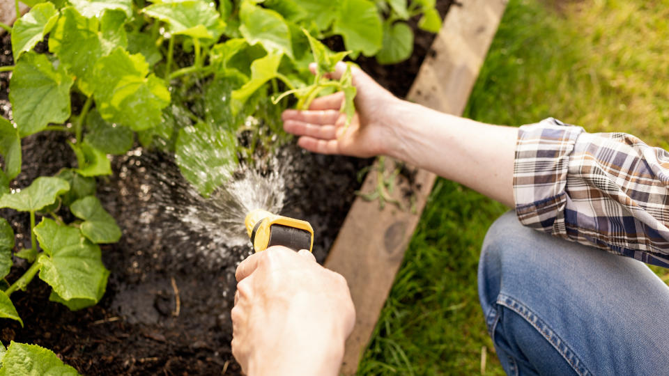 How to get rid of aphids: Woman watering a garden bed of plants with one hand and holding the leaves of a plant in her other hand